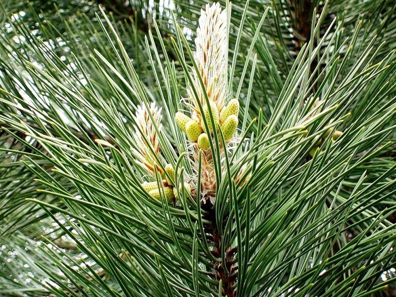 Пока ещё не исчерпал я