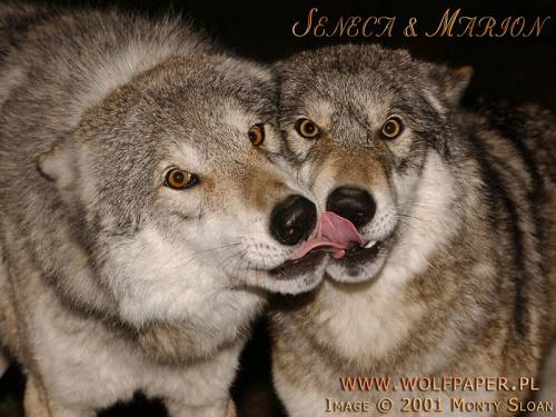 жалел волк кобылу оставил хвост да гриву. фразеологические пословицы. пожалел волк кобылу оставил хвост да гриву. пожалеть волка. пожалел волк кобылу оставил.