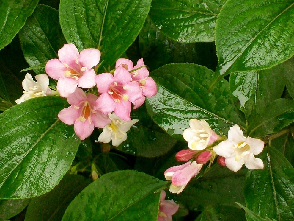 Летят ко мне стихи мои