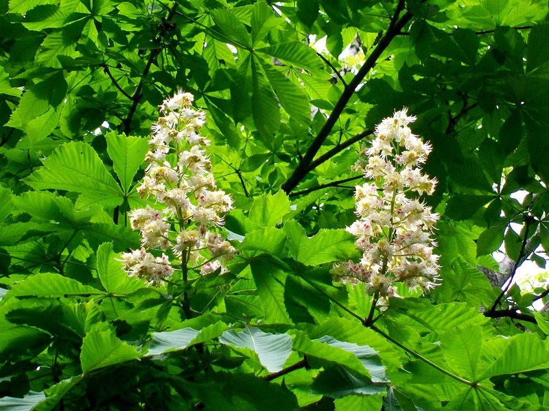 Чудеса любовь творит