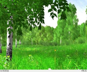 Ты прости осинка