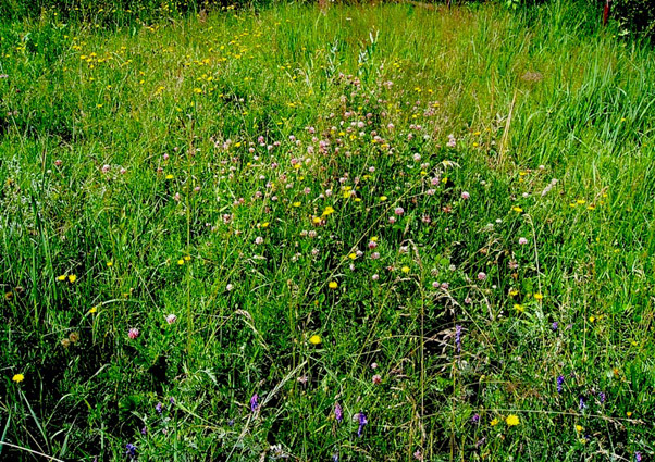 Почти танка. Травинки смяты