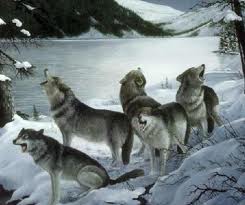 Завоют волки