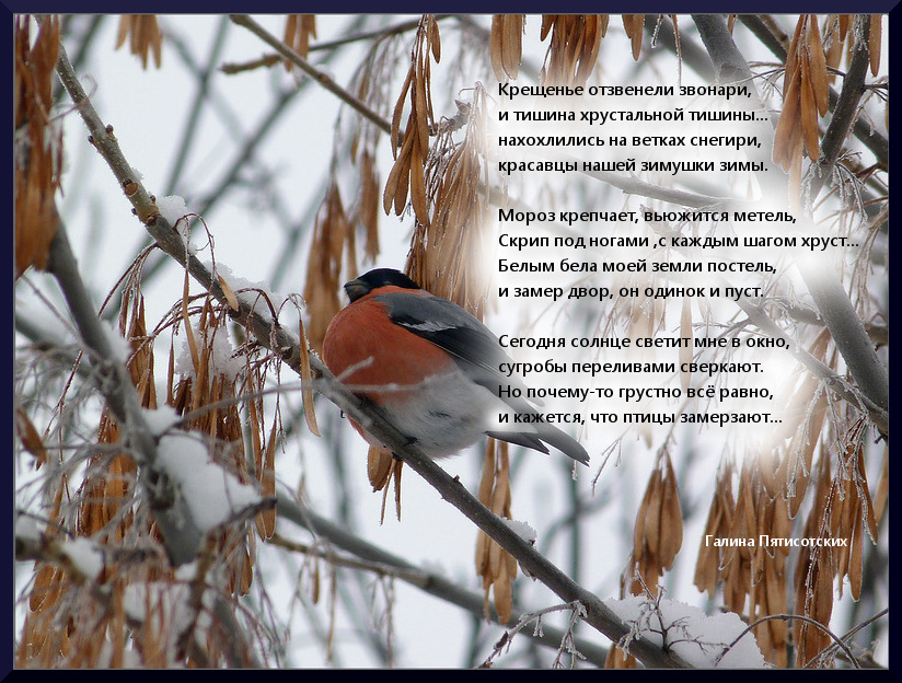 Стихотворения птицы зимой. Птицы зимой. Стихи про птиц зимой. Стихи про птичек зимой. Эпиграф про птиц.