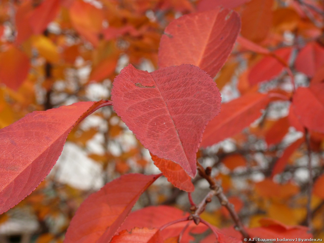 Юный сентябрь вновь над городом властвует