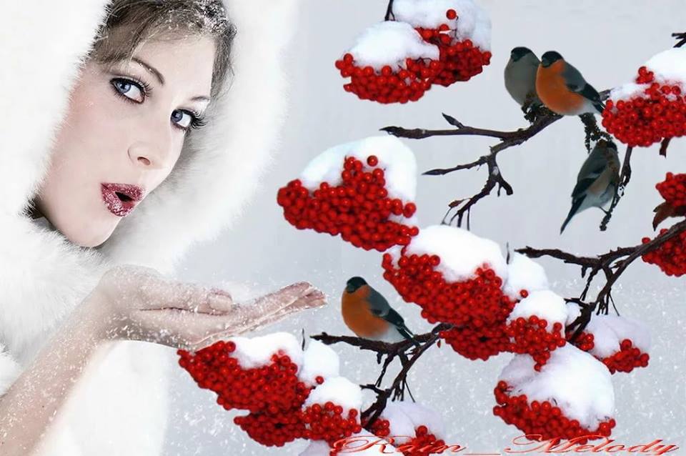 Гроздь снегирей на белоснежных ветках...