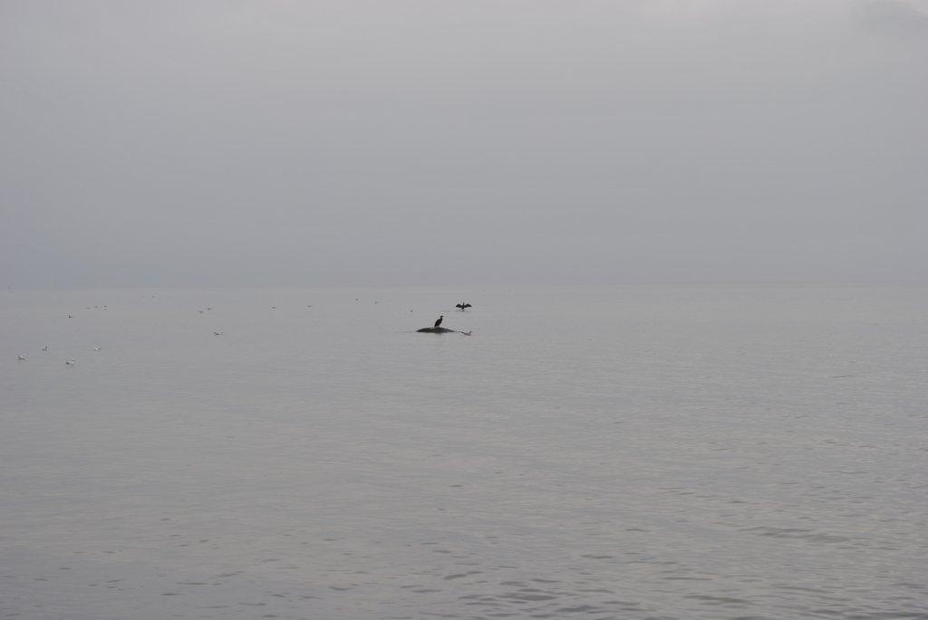 Серый, серый вечер