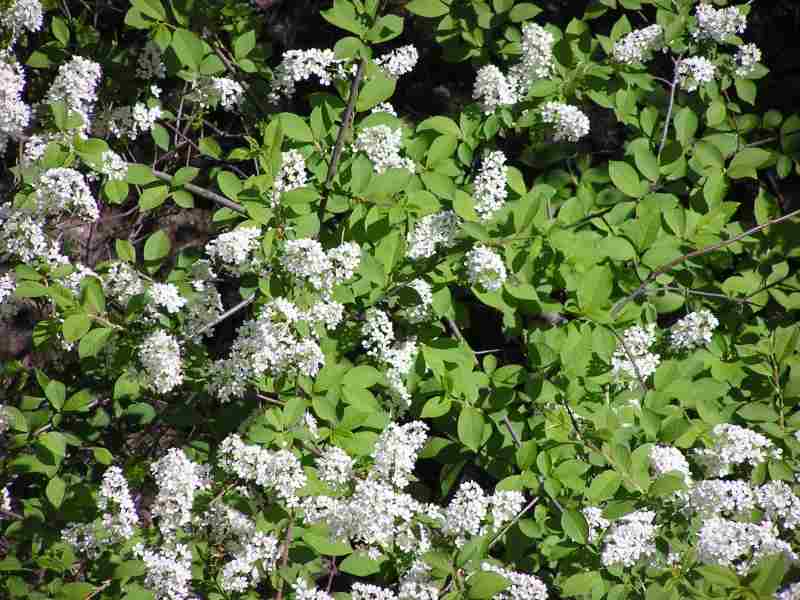 Растения под снегом. Душистый снег. Душистый снег. Снег на цветущий абрикос. Душистый снег.