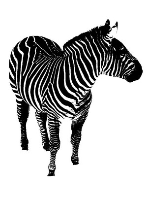 Чёрное и белое Первый снег