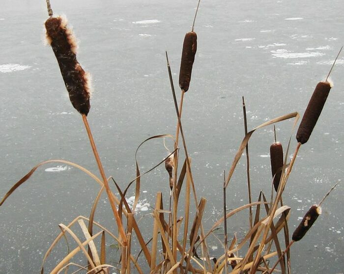 Медный пирог осины