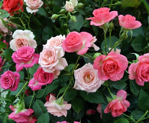 Рвать цветочки или нет? фото автора