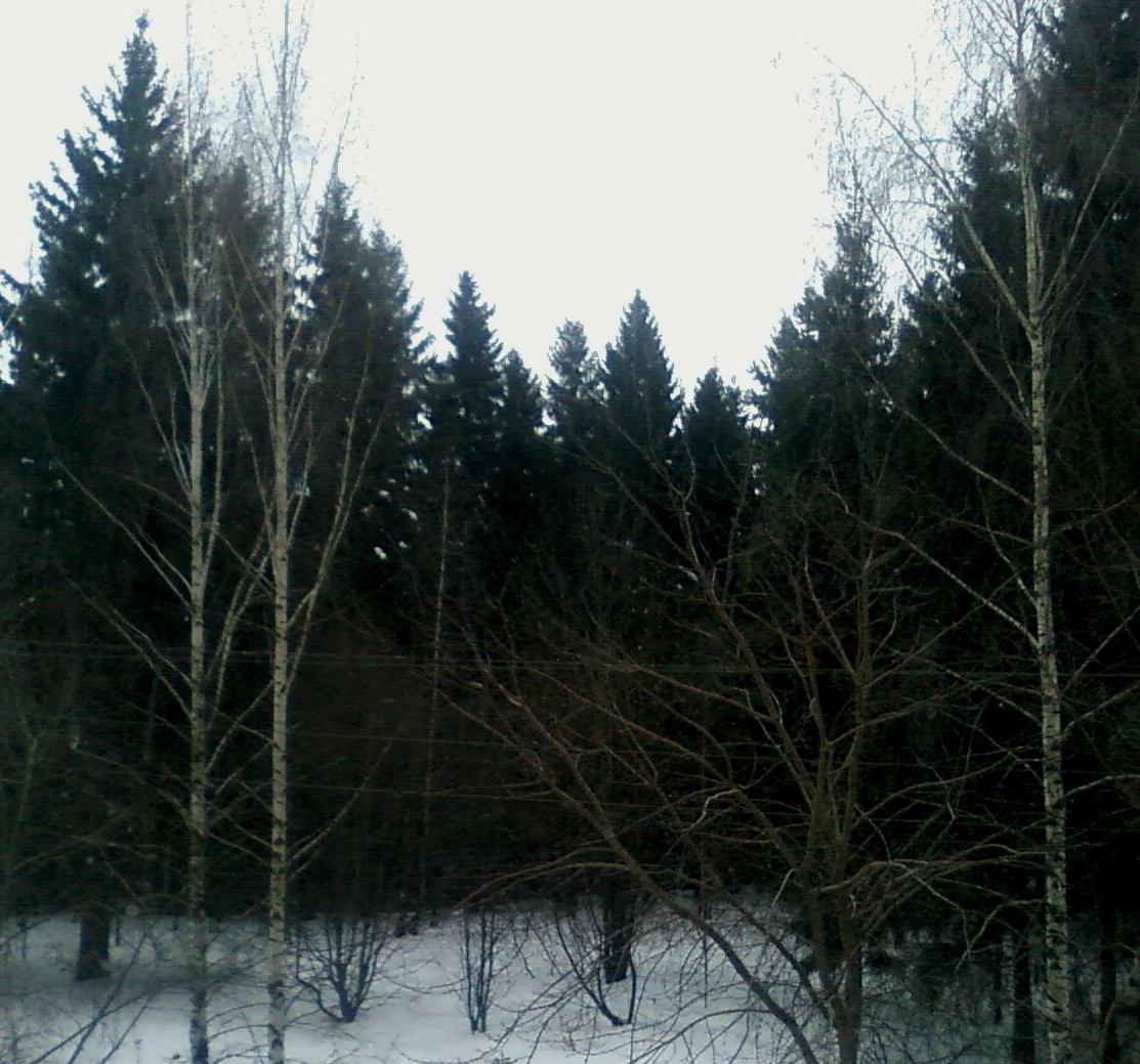 Ели. Колыбельная