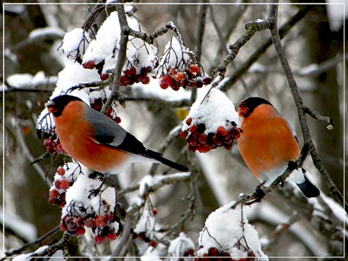 На паутиночке судьбы
