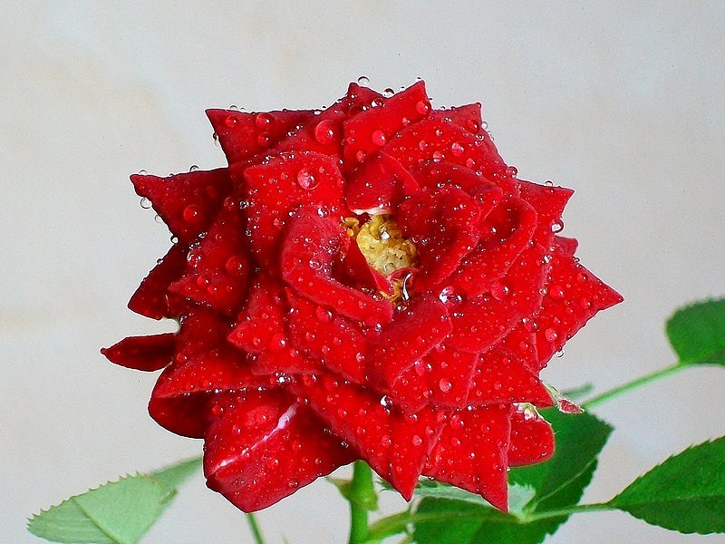 Где любви той рубежи?