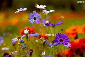 Только наши цветы...