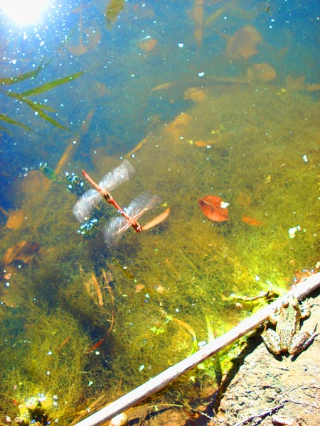 Фотоальбом