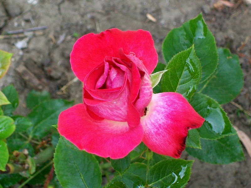 Пусть окажется крепка