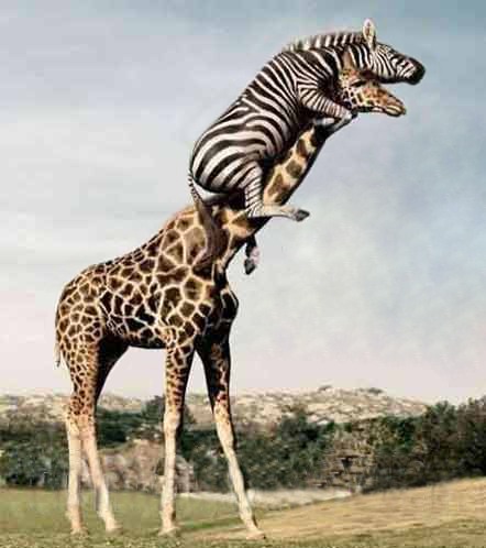 Угадайте жифозебра!