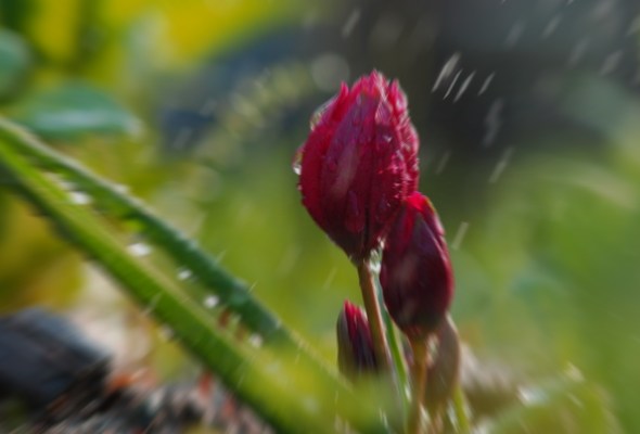 Не заплатить лишь за вчерашний дождик