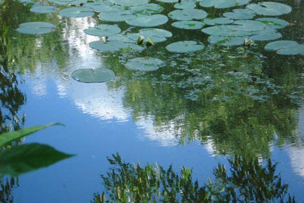 Под небом лета