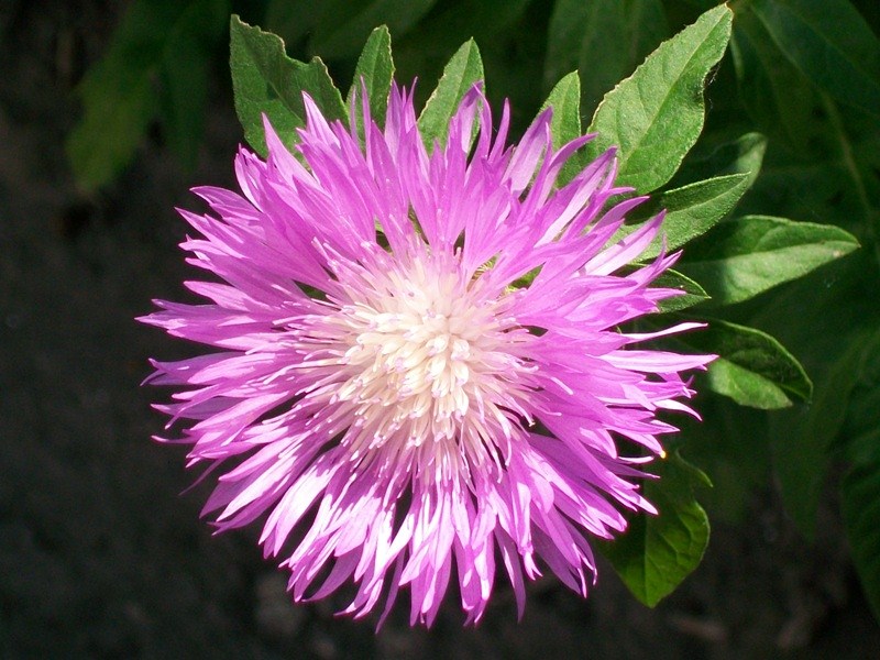 Бушует в солнечном сплетении