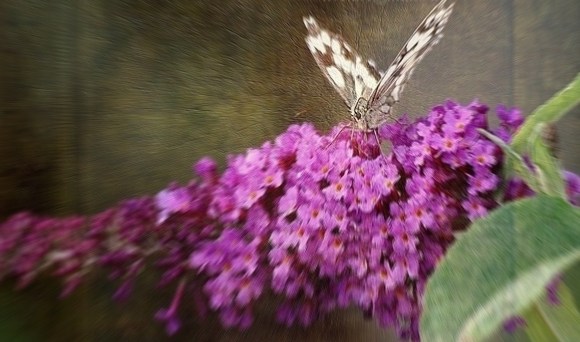 Шептались звезды