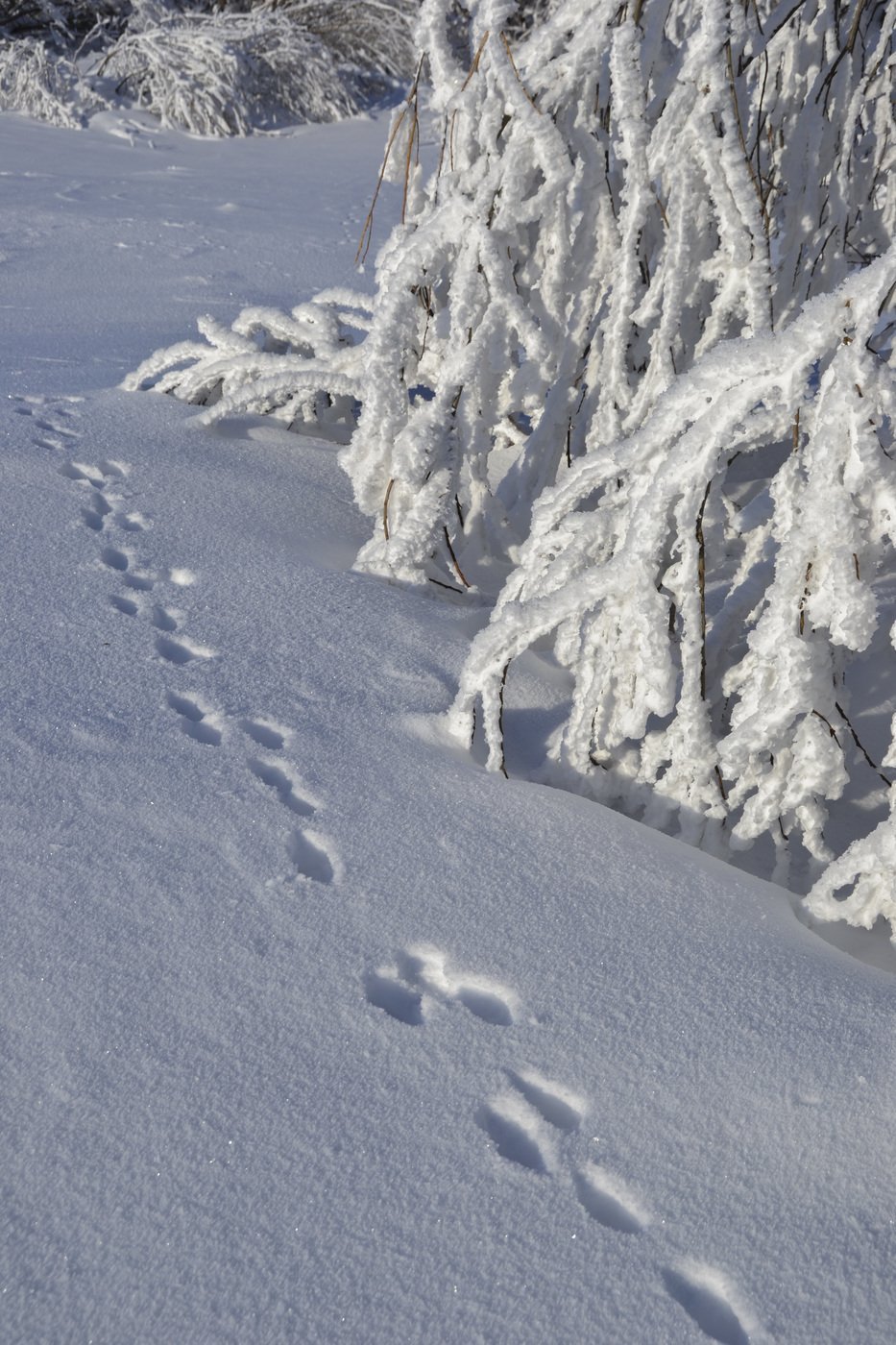 Балом правит зима