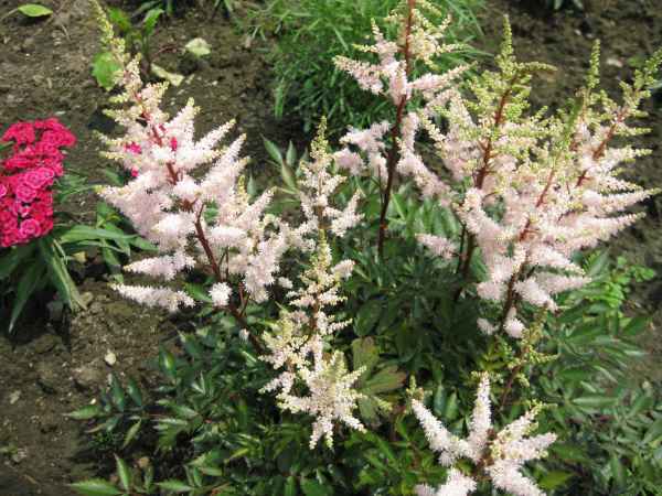 Валентинка