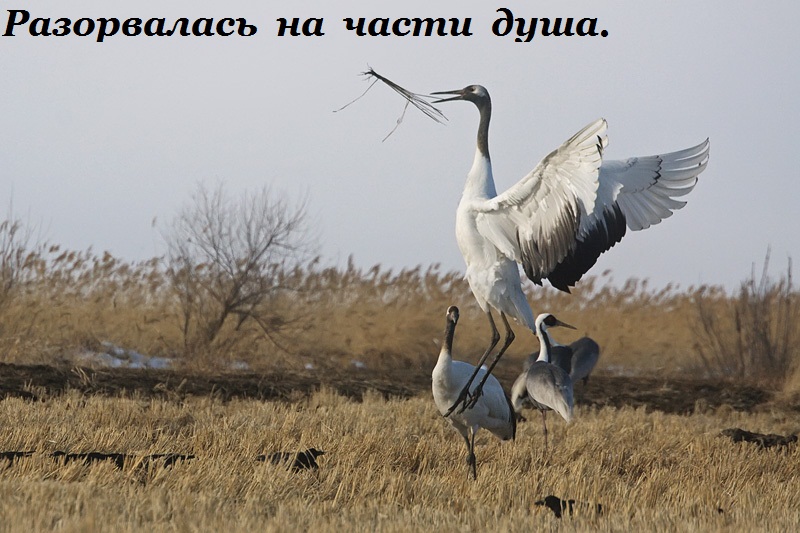 разорвалась на части душа...