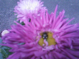 Доверчивая нежность