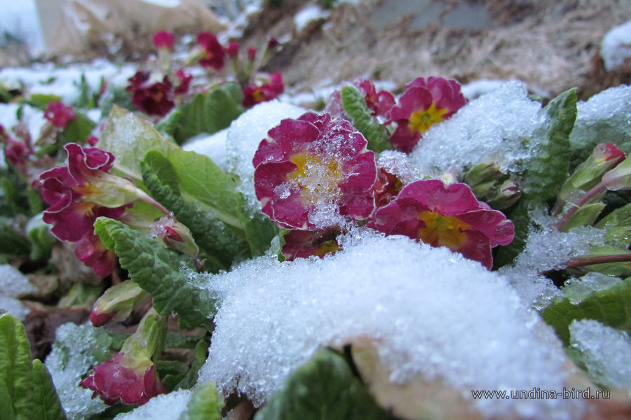 Первые цветы после снега