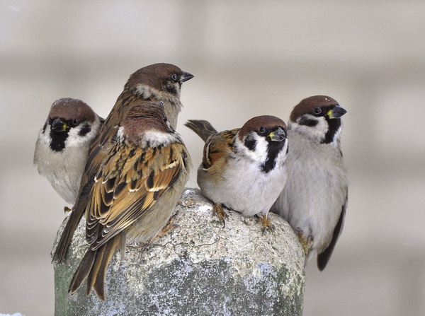 Воробьиный хор