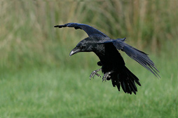 Вечер после боя