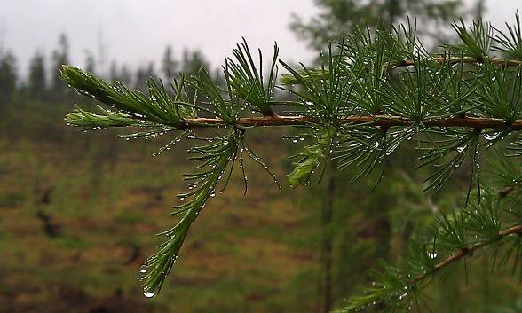 Две капельки...