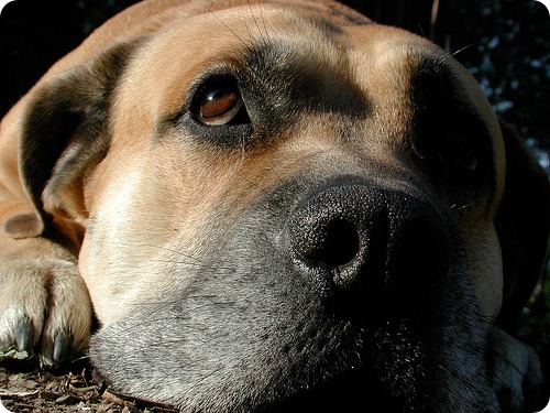 Верный друг