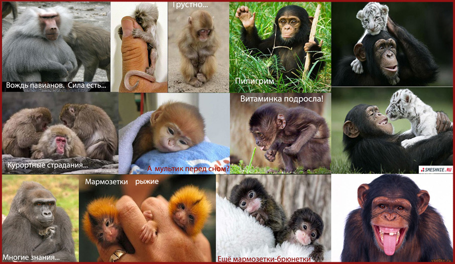 Весёлый обезьянник