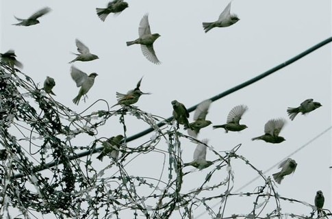 Белые птицы