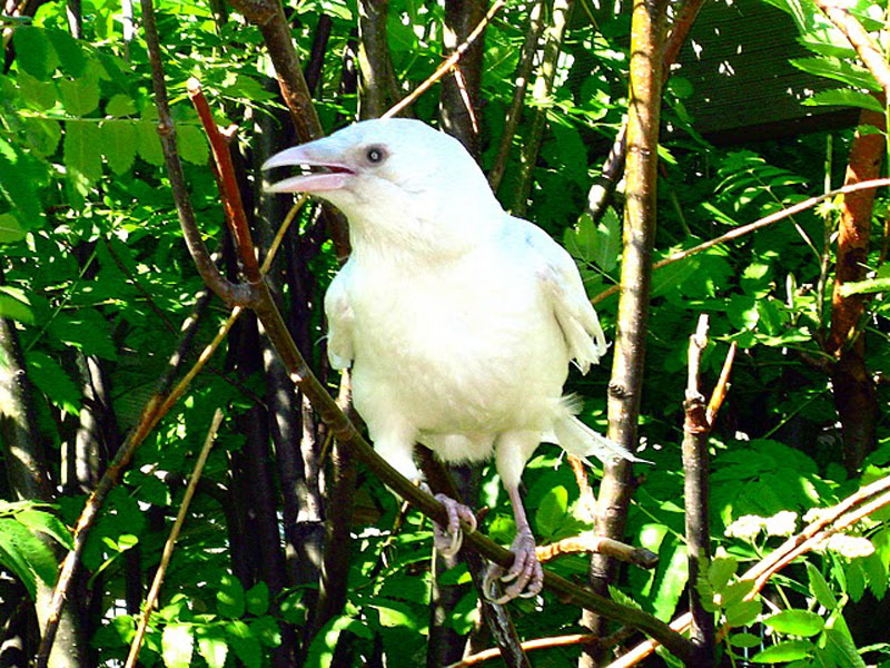 Птица объявится белая ворона. Ворона альбинос. Белая ворона альбинос. Ворон альбинос. Грач альбинос.