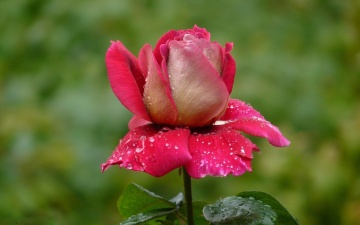 Цветок под названьем Татьяна