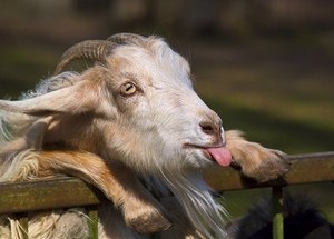 И тля, и Я, и прочи твари...