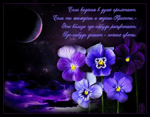 Ночная фиалка