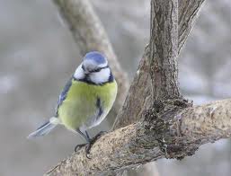 Я слышала сегодня птицу