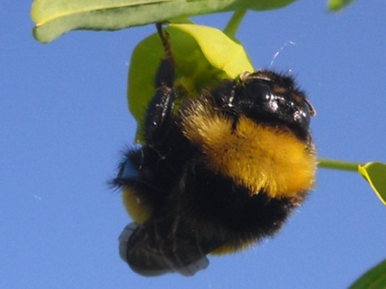 Движение весны