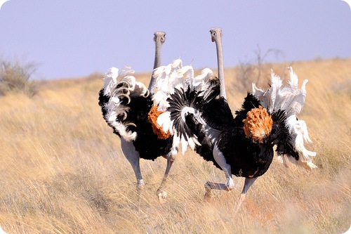 Кривая схема