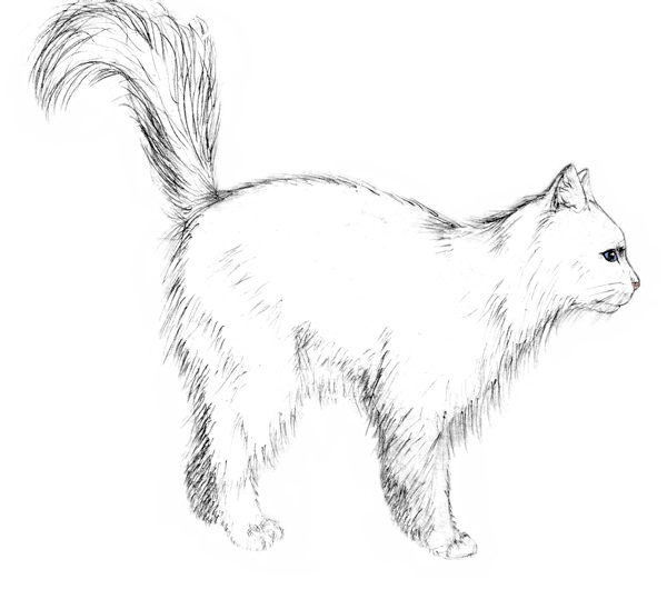 Как нарисовать кошачий хвост