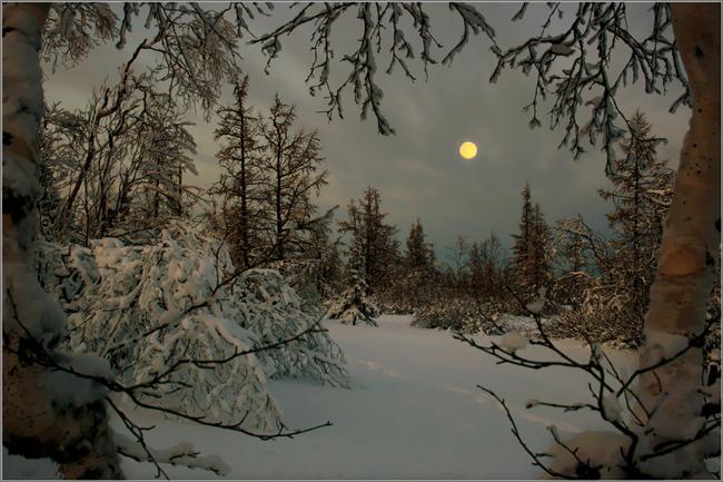 Бродячий пёс февраля