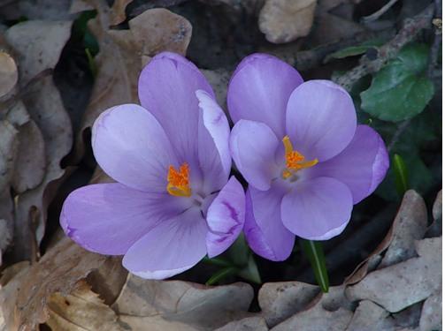 Величава и прекрасна