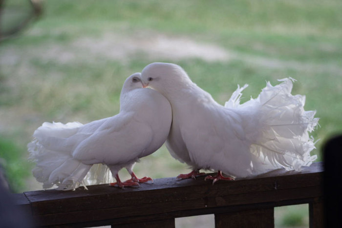 Хочу с тобой!