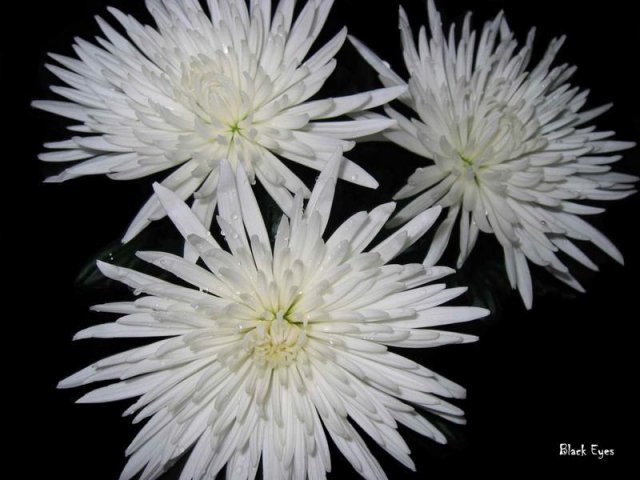 Три белых хризантемы