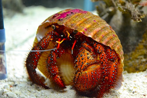 Крутая крыша! О ментах